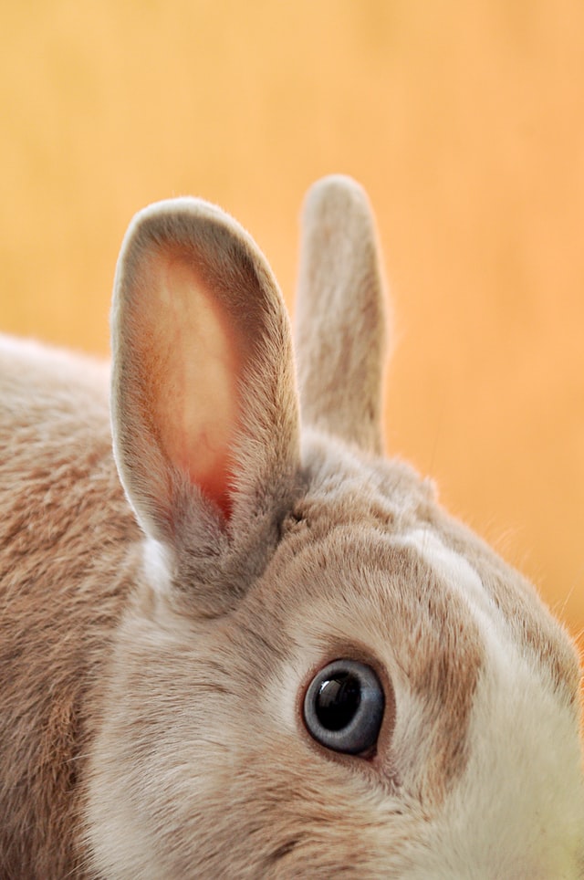 rabbit listening